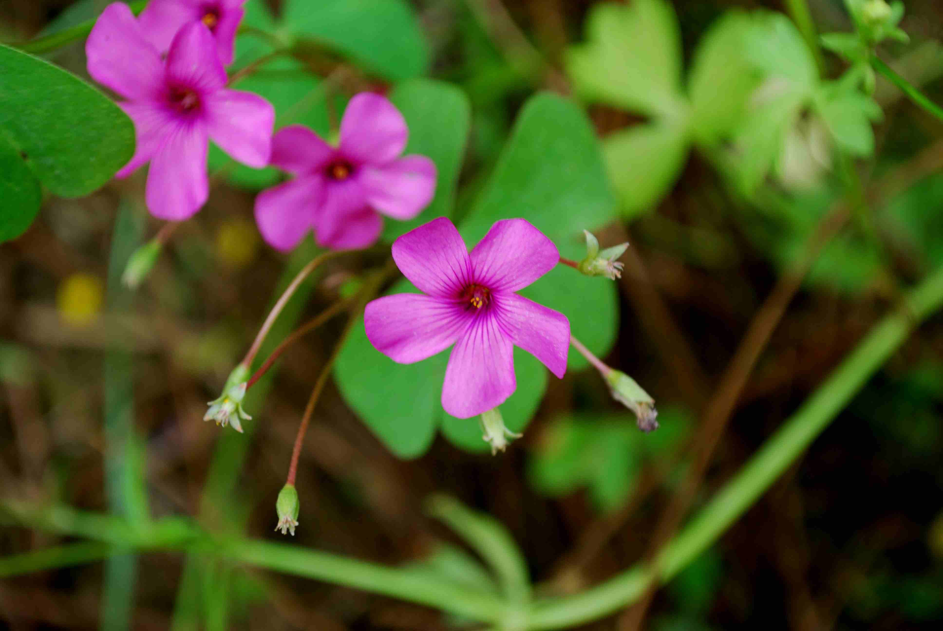 Oxalis articulata